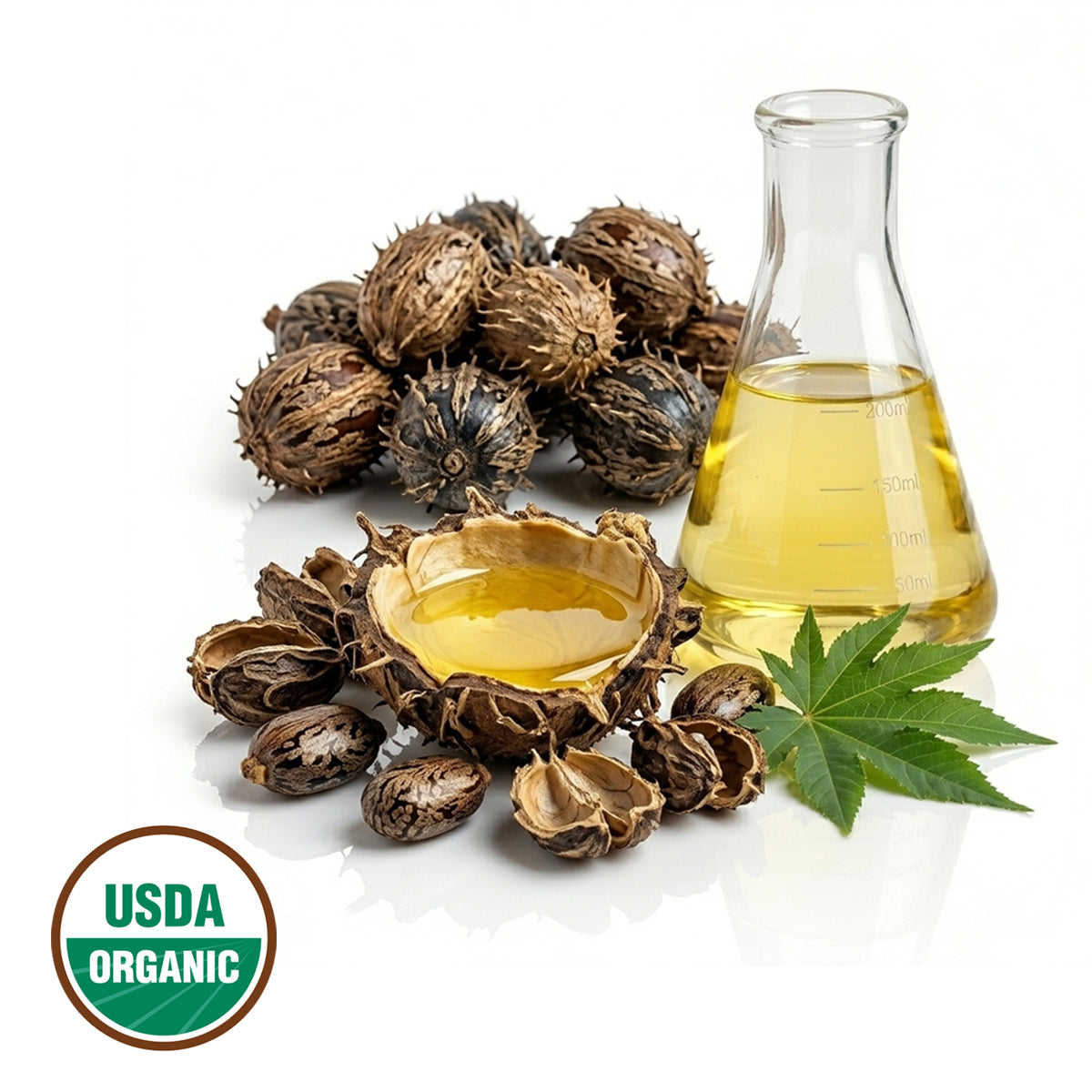 Castor plant seeds, a container of Castor oil, and a leaf on a white background with an USDA Organicl logo.