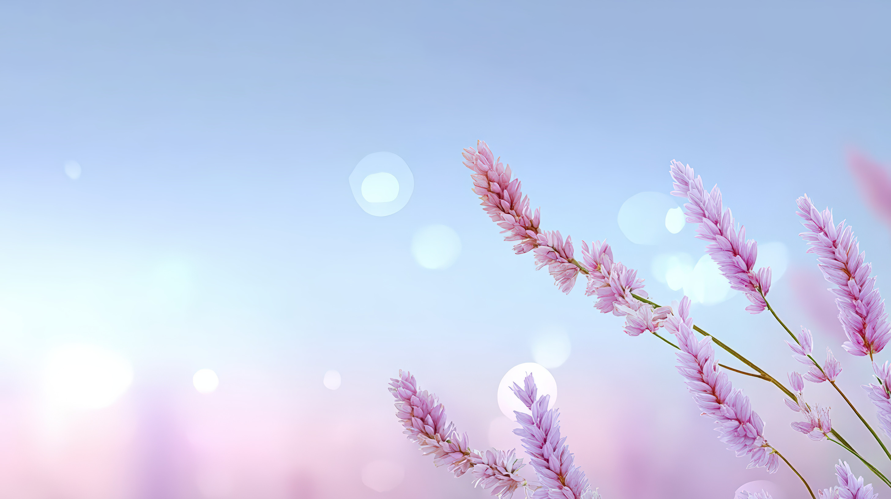 image_BloomingKnotweedFlower_AdobeStock_1765605262