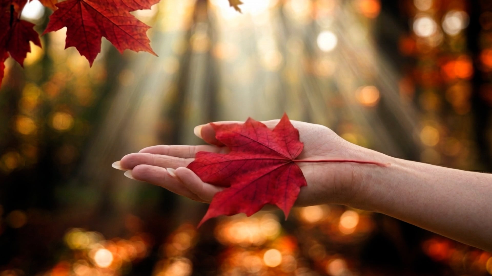 Hand holding a red maple leaf with a blurred autumn background