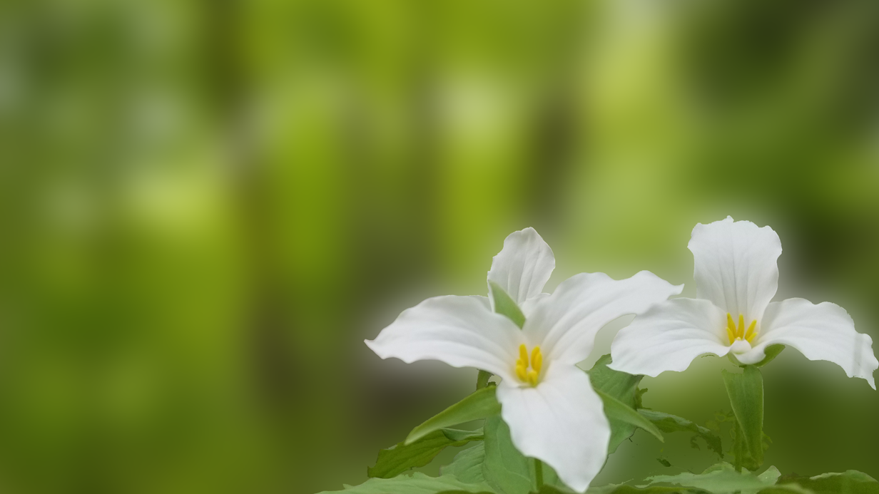 Two white Trillium flowers on the foreground with a blurred green background