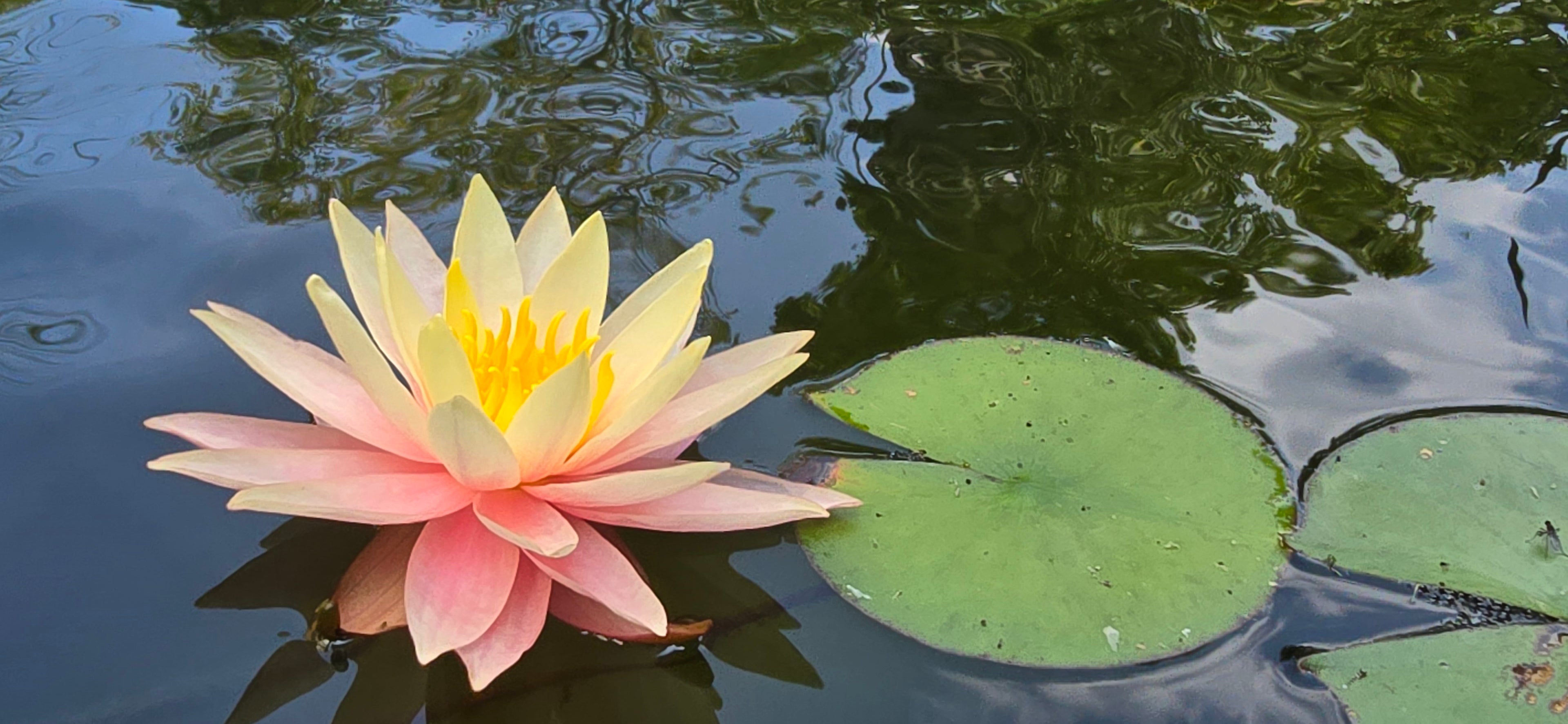 Pink water lily flower with green leaves on a pond